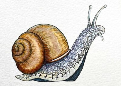Illustrations