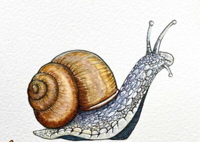 Illustrations
